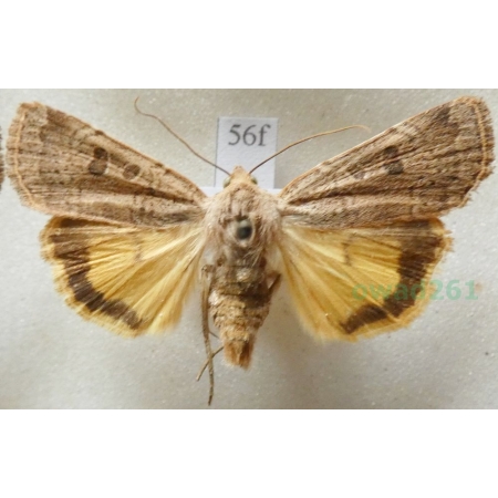 Noctua comes Hübner, 1813 Rolnica komes Czech56f